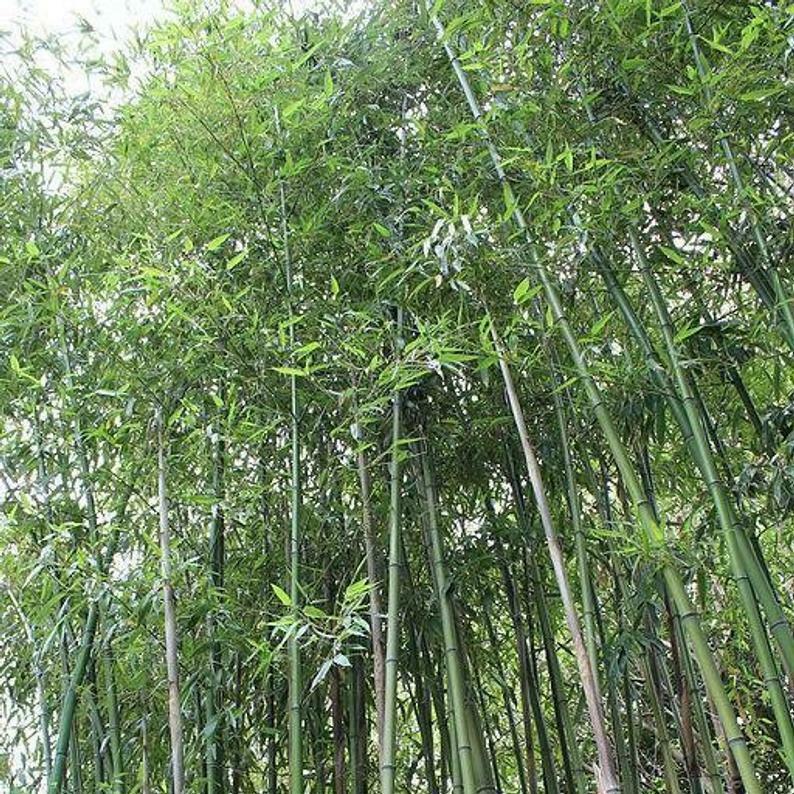 50 Giant Japanese Timber Bamboo Seeds Privacy Climbing Garden Seed 372