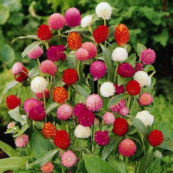 50 Gomphrena QIS Formula Mix Seeds for Planting - Stunning Mix Great for Cut Flower Display