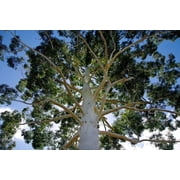 50 Grandis Eucalyptus Seeds Tree Flower Perennial Flowers Seed 1375
