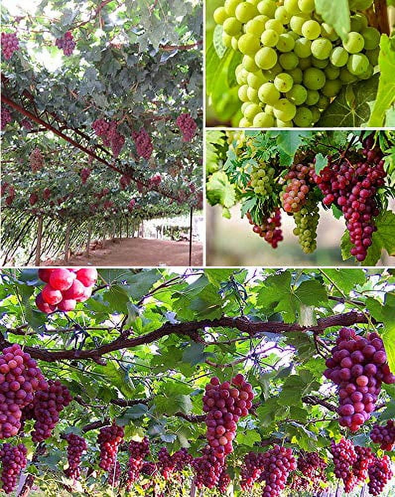 明泉幼稚園　Grape seed until 1 、2 明泉幼稚園 Grape seed until 1 、2 Amazon.com : Grape Seeds