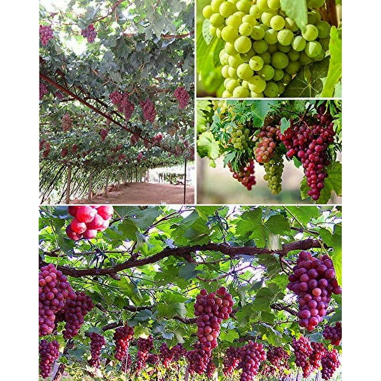 50+ Grape Seeds Vine Fruit Seed Fruit Plant Home Garden Non-GMO -  Walmart.com