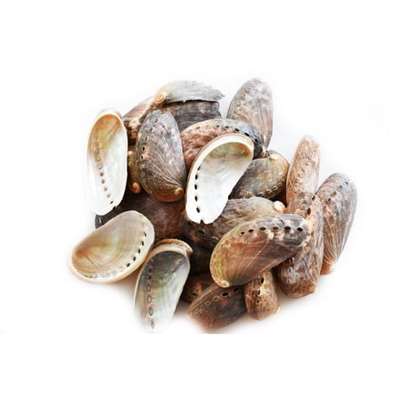 Florida Shells & Gifts 50 Green Abalone Craft Shells (Donkey's Ear) Haliotis Asinina