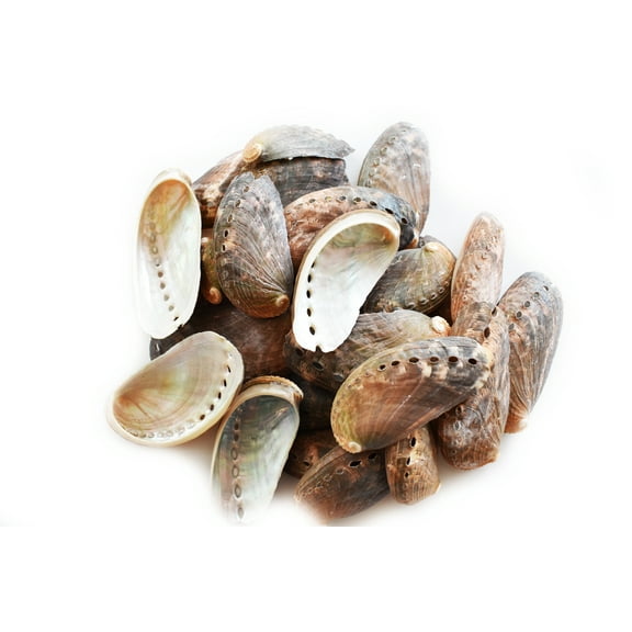 Florida Shells & Gifts 50 Green Abalone Craft Shells (Donkey's Ear) Haliotis Asinina