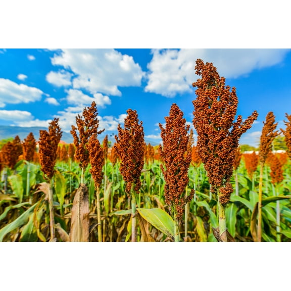 50 HONEY DRIP SORGHUM Bicolor Honey Drop Syrup Grain Vegetable Seeds