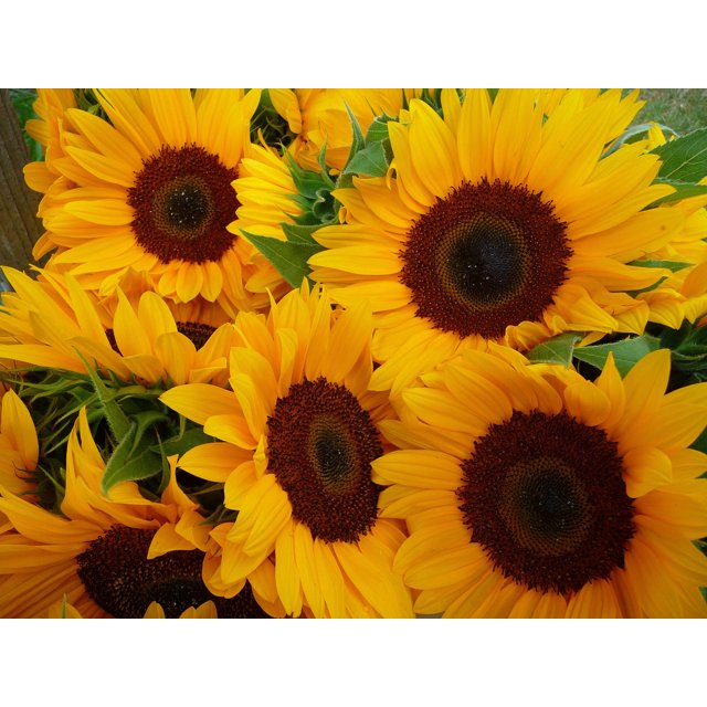 50 HOPI COMMON SUNFLOWER Helianthus Annuus Flower Seeds