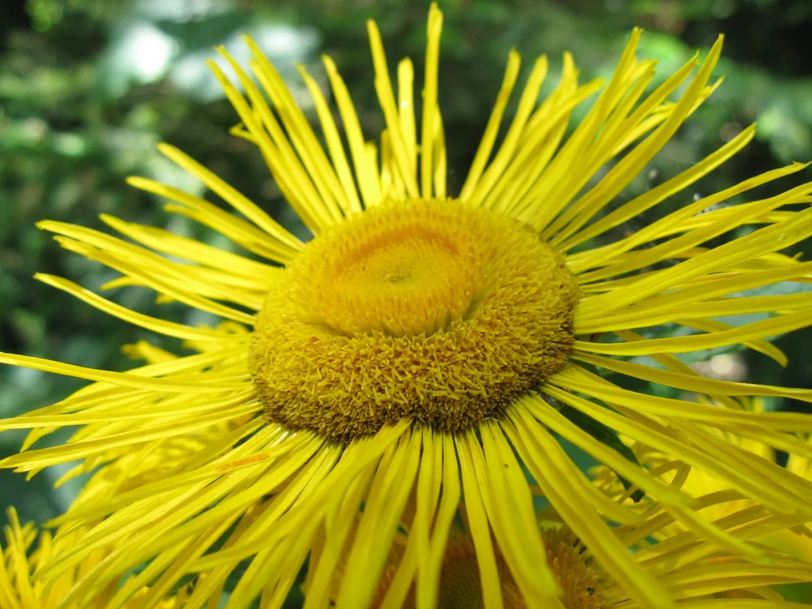 50 Inula Helenium Seeds - Elecampane, Horse Heal, Medicinal Herb, Non-GMO