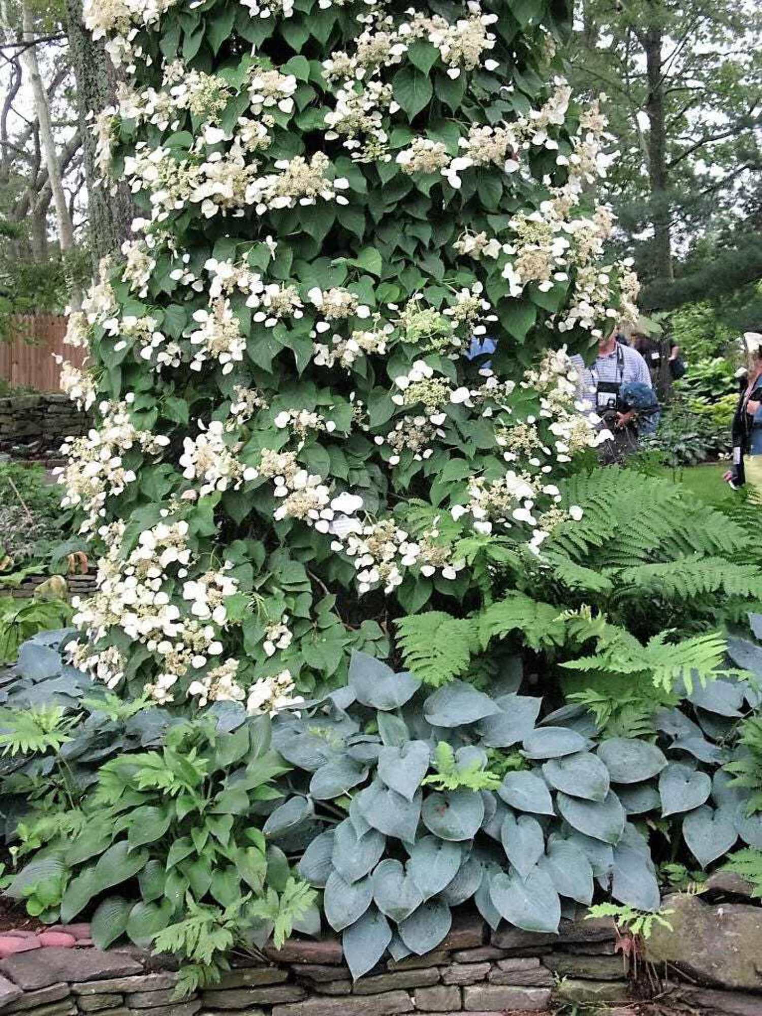 50 JAPANESE HYDRANGEA VINE White Flower Schizophragma Hydrangeoides ...