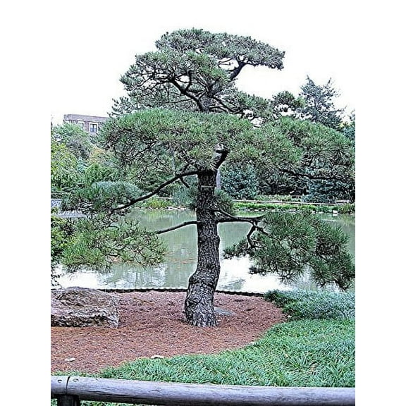 50 Japanese Black Pine Tree Seeds, Pinus Thunbergii