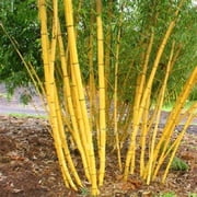 50 Jin Xiang Yu Bamboo Seeds   Fast Growing Privacy Screen Plant Seeds   Exotic Garden Bamboo
