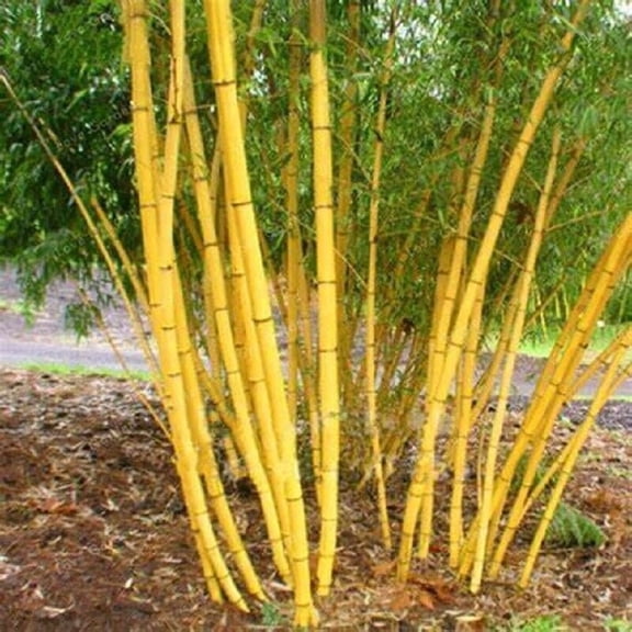 50 Jin Xiang Yu Bamboo Seeds Fast Growing Privacy Screen Plant Seeds Exotic Garden Bamboo