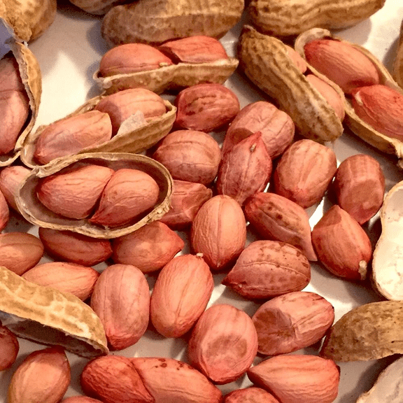 50 Jumbo Peanut Seeds for Planting, Raw Peanuts Seeds