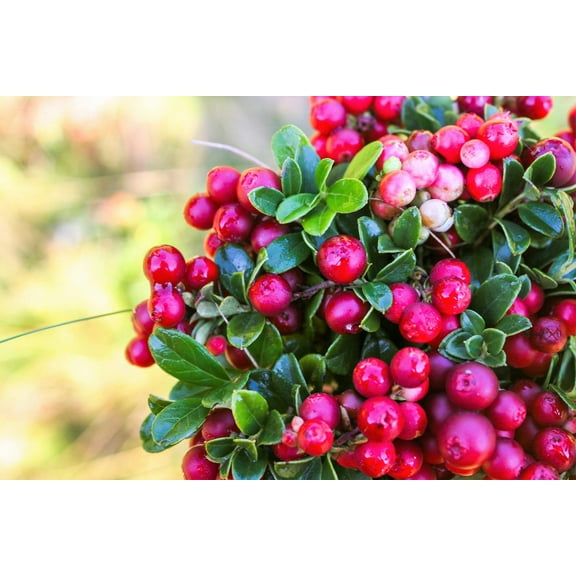 50 LINGONBERRY Mountain Cranberry Vaccinium Vitis-Idea Red Berry Edible Fruit Dwarf Evergreen Shrub Seeds