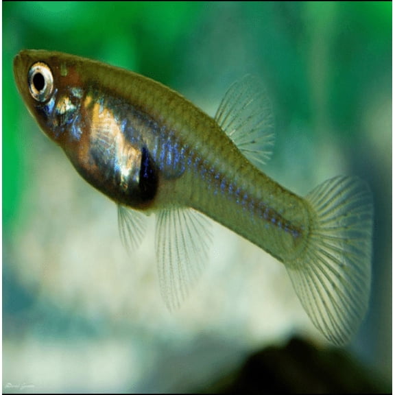 100+ Live Mosquito Fish (Koi Pond) Aquarium Feeder Fish with Hornwort Plant