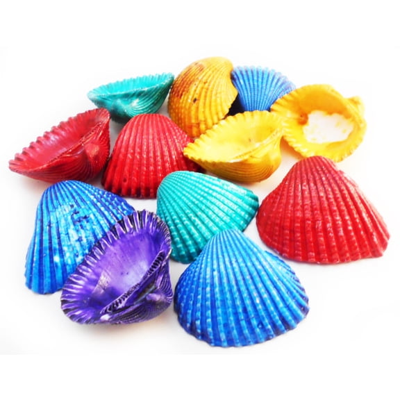 50 Large Dyed Ark Shells Seashell (1 1/4" - 1 3/4") Beach Hobby Crafts Decor Colorful.