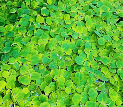50+ Leaf Red Root Floaters – Live Floating Aquarium Plant for Freshwater Tanks