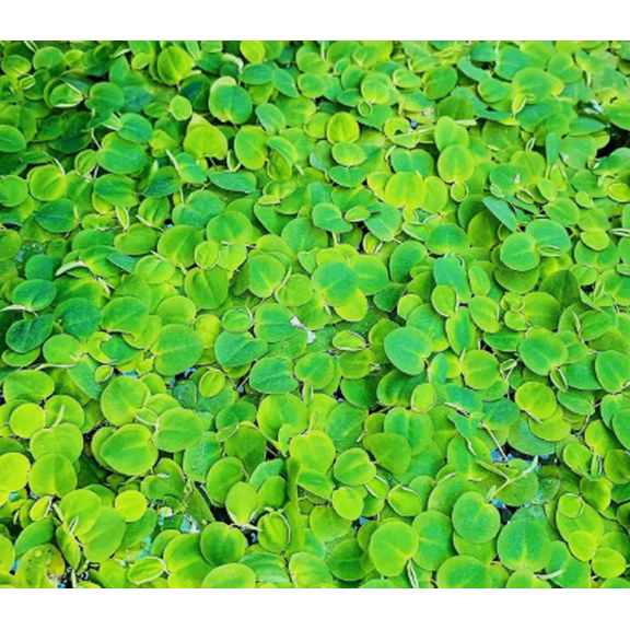 50+ Leaf Red Root Floaters  Live Floating Aquarium Plant for Freshwater Tanks