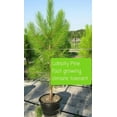 50 Loblolly Pine Tree Saplings 1020" Bareroot Fast Grow + Planting