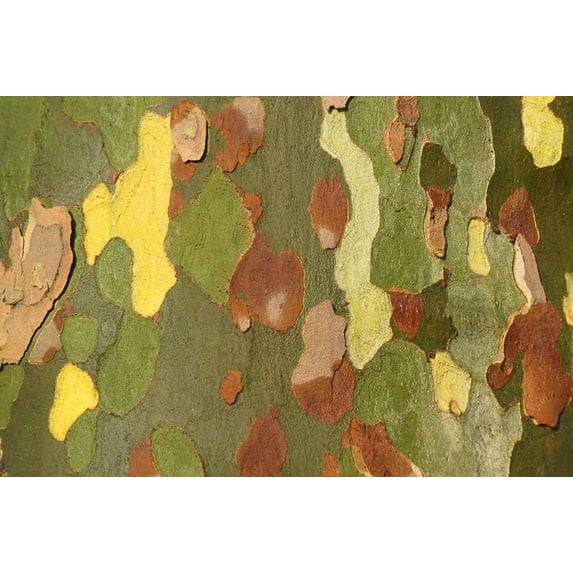 50 London Plane Tree Seeds - Platanus acerifolia - Exotic Bark Peels for Color