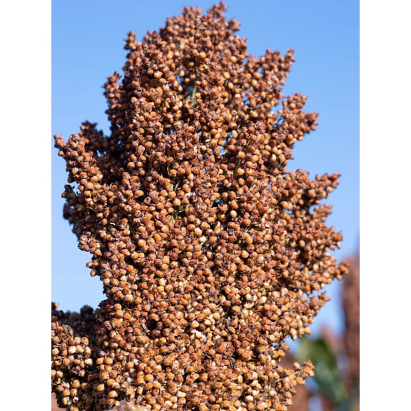 50 M81E SORGHUM Light Amber Syrup Bicolor Vegetable Grain Seeds