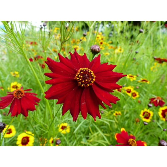 50 MAHOGANY MIDGET COREOPSIS Tinctoria Red Dwarf Flower Seeds