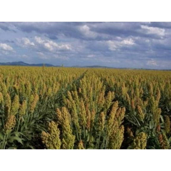 50 MENNONITE SORGHUM Sugar Cane Sorghum Bicolor Grain Vegetable Seeds