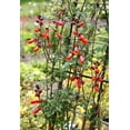 thumbnail image 1 of 50 MIXED GLORY VINE Eccremocarpus Scaber Chilean Glory Vine Red Pink Orange Yellow Flower Seeds, 1 of 6