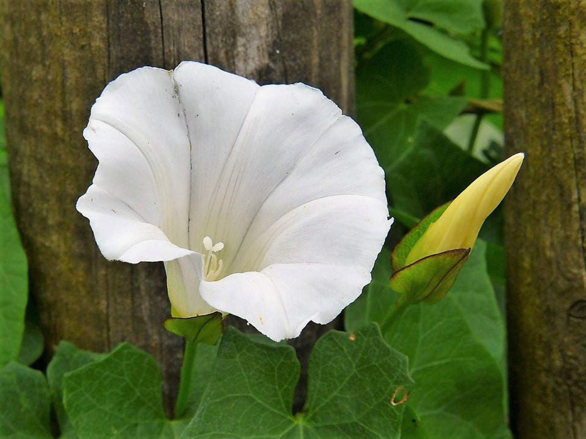 50 MOONFLOWER MORNING GLORY White Moon Flower Ipomoea Alba Flower Vine Seeds - image 1 of 10
