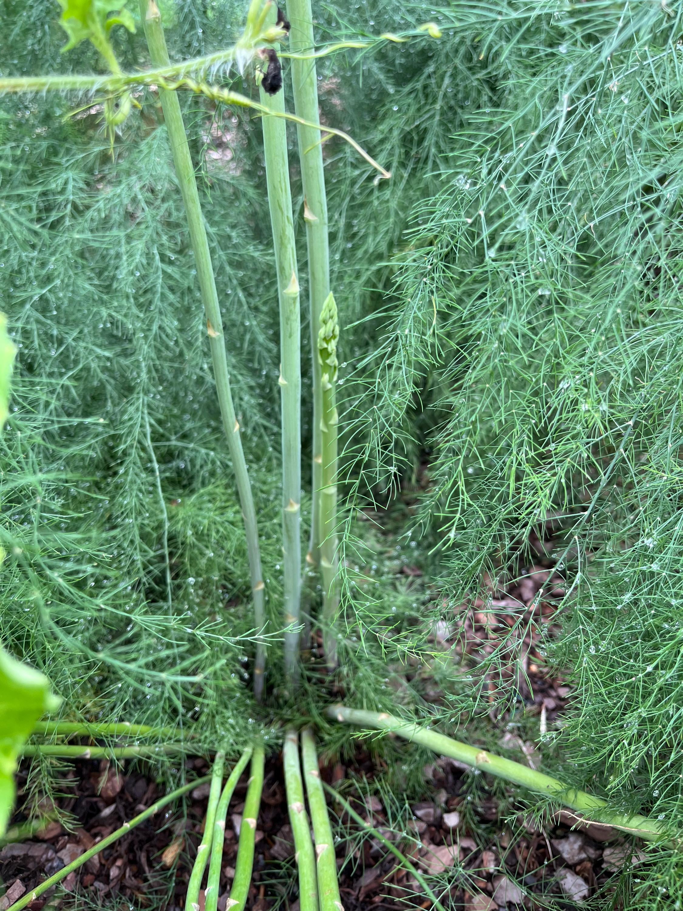 50 Mary Washington Improved Asparagus Roots - Heirloom/Superior Flavor/No GMOs