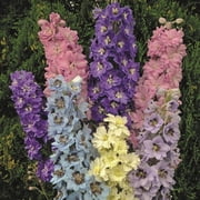 Millennium Star Delphinium Seeds 50 Pack   Delphinium Perennial Flower Seeds for Planting Outdoors, Mixed Color Tall Flower Spikes for Garden Beds & Borders