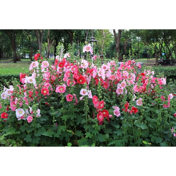 50 Mixed Colors HOLLYHOCK KING HENRY Viii Mix Alcea Rosea Flower Seeds