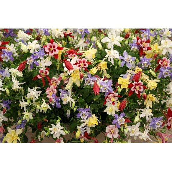 50 Mixed Colors MCKANAS GIANT COLUMBINE Aquilegia Vulgaris Flower Seeds