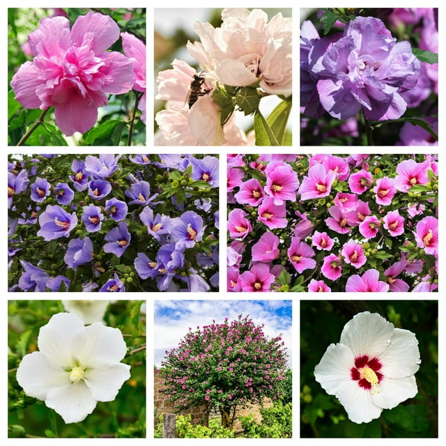 50 Rose of Sharon Hibiscus Syriacus Flower Tree Bush Seeds, Mixed Colors, Double Planting