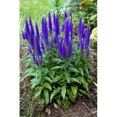 50 Mixed Colors VERONICA SIGHTSEEING MIXTURE (Spike Speedwell) Veronica Spicata Flower Seeds