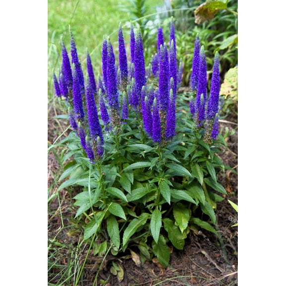 50 Mixed Colors VERONICA SIGHTSEEING MIXTURE (Spike Speedwell) Veronica Spicata Flower Seeds