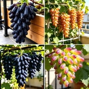 50 Mixed Finger Grape Seeds for Planting, Witch Finger Vitis vinifera Sweet Crisp Seedless Fruit, Non-GMO for Trellises and Arbors