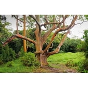 50 Mixed Gum Eucalyptus Seeds Tree Flower Perennial Flowers Seed US SELL 1352