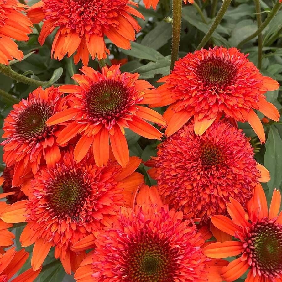 flower seeds images 100 Deluxe Mix Oriental Poppy Flower Seeds