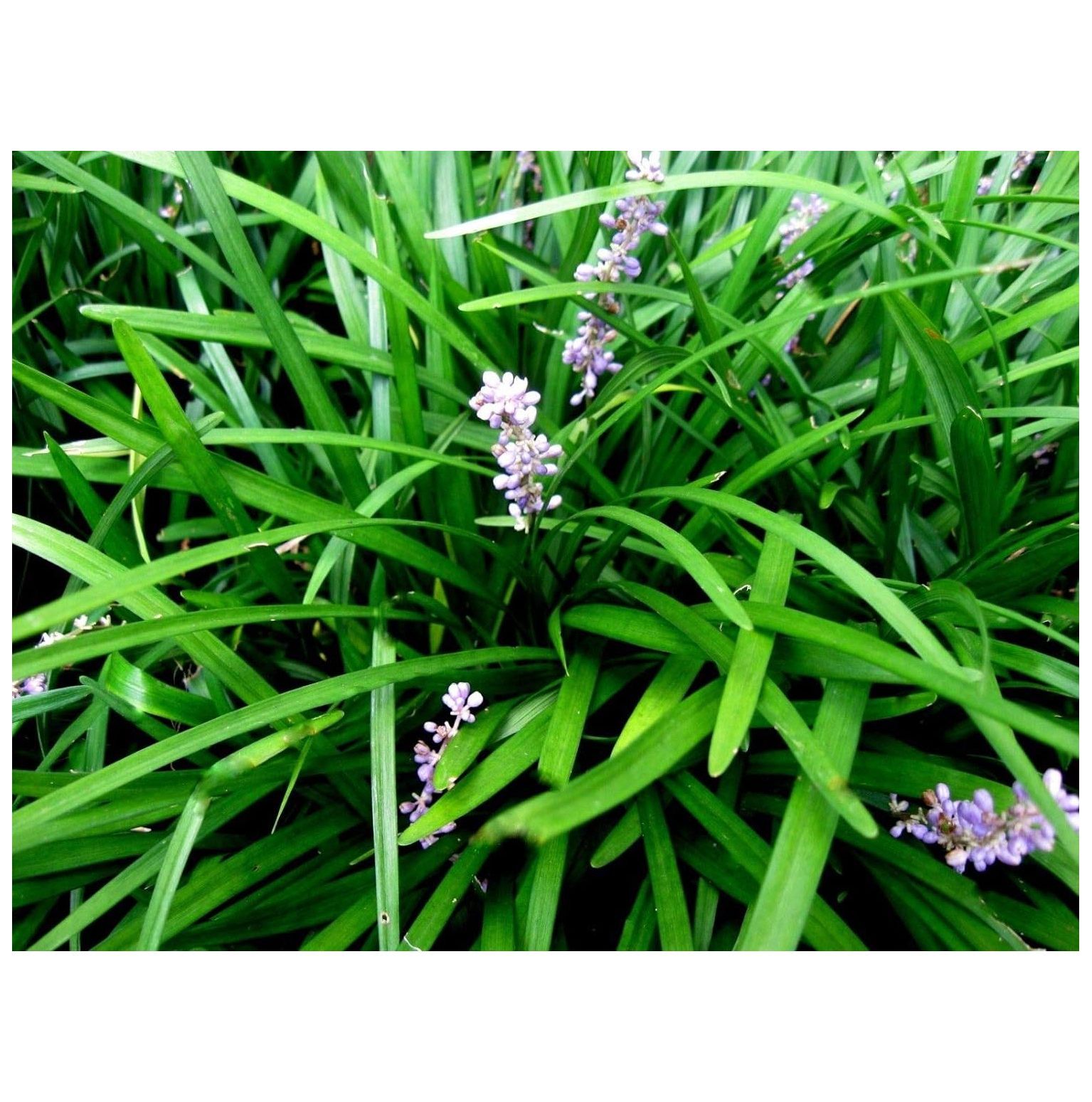 50 Monkey Grass Plants, Liriope, Bare Root Plants, Border Plants