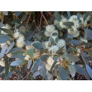 50 Moot Eucalyptus Seeds Tree Flower Perennial Flowers Seed 1350