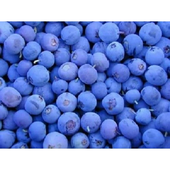 50 Northern HIGHBUSH BLUEBERRY BUSH Vaccinium Fruit Shrub Blue Berry White Flower Seeds