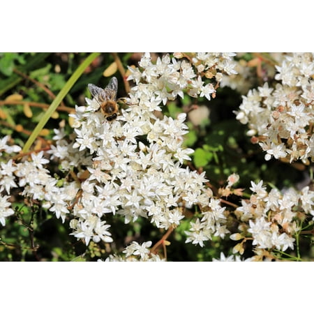 50 OKTOBERFEST SEDUM Acre Gold Moss Stonecrop Succulent Groundcover White Flower Seeds