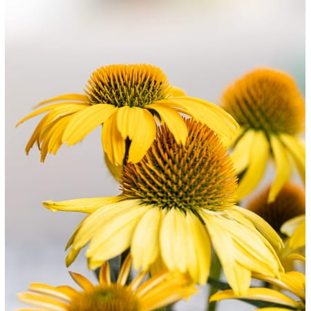 50 OZARK GOLD CONEFLOWER Echinacea Paradoxa Yellow Bush's Coneflower Flower Seeds