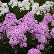 50 Opalescence Phlox Seeds   Perennial Garden Flower   Butterfly & Pollinator Friendly Blooms