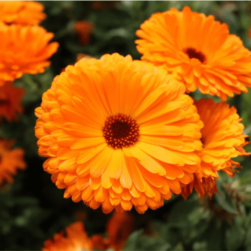 50 Orange Calendula Flower Seeds, Perennial