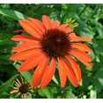 thumbnail image 1 of 50 Orange Tangerine Coneflower Seeds Echinacea Perennial Flowers Flower 1362 USA, 1 of 24