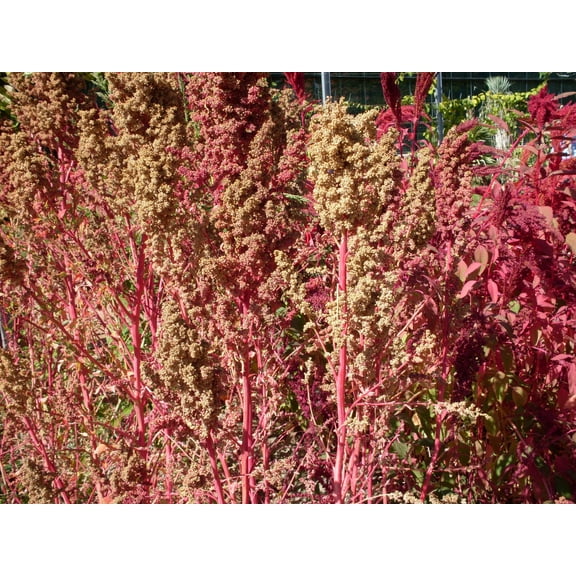 50 Organic RED AZTEC SPINACH Huauzontle Chenopodium Berlandieri Greens Vegetable Seeds