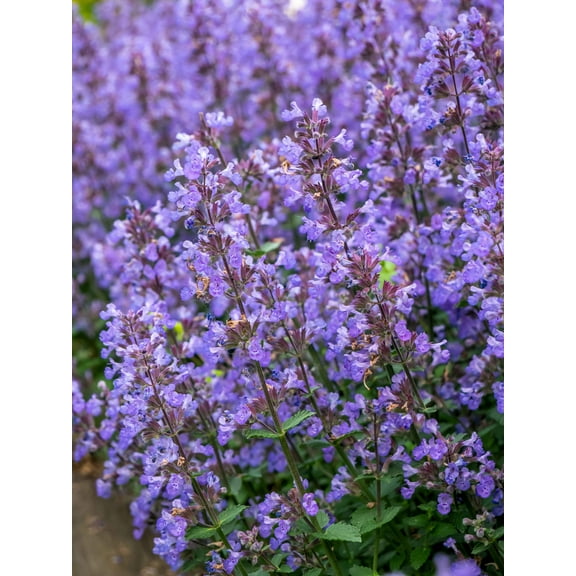 50 PERSIAN CATMINT Mussins Nepeta Racemosa Flower Seeds