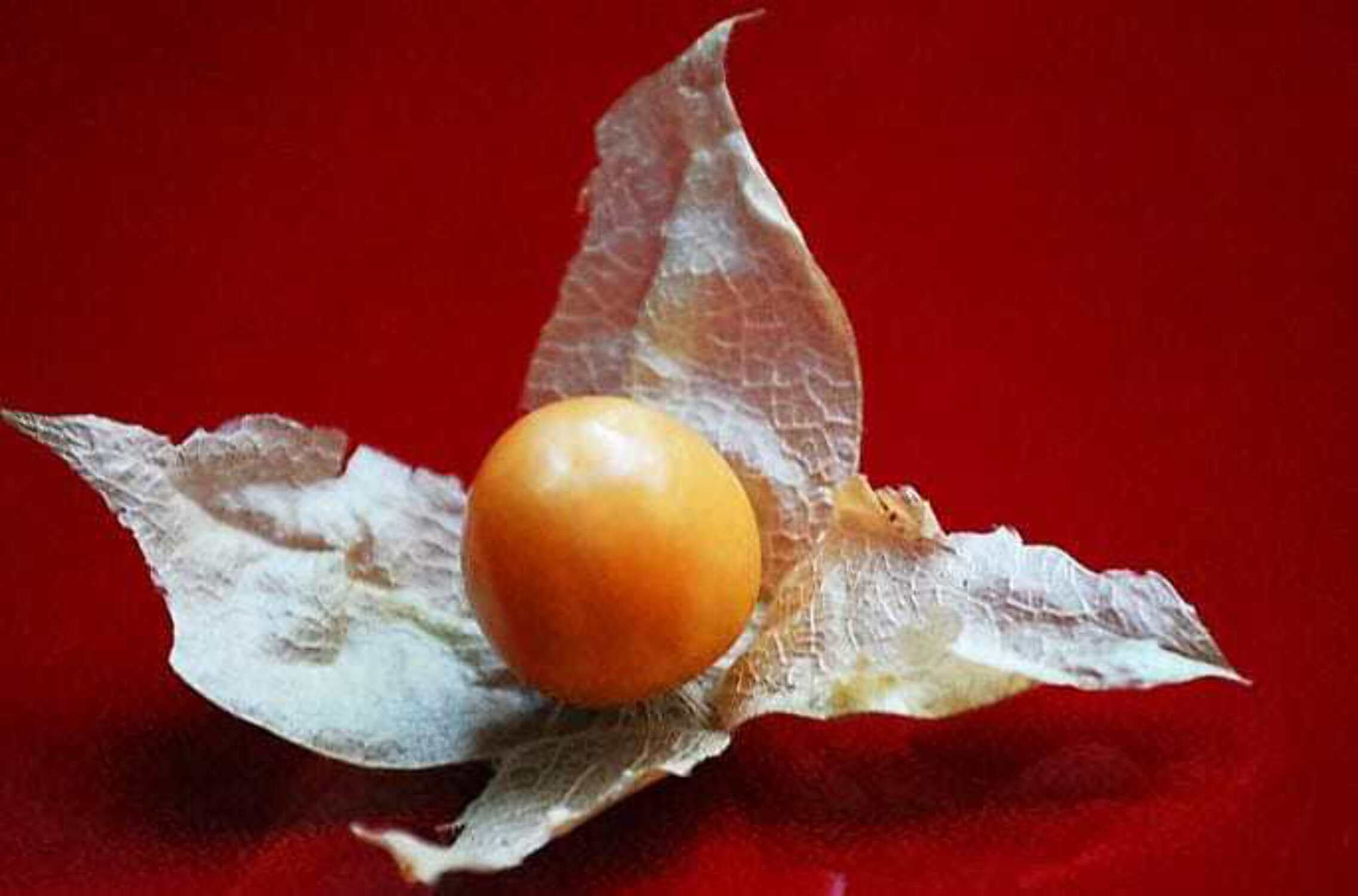 50 PINEAPPLE TOMATILLO Yellow Ground Cherry Physalis Ixocarpa Fruit