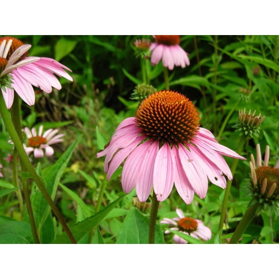 50 PINK BABY CONEFLOWER Echinacea Pallida Flower Seeds - Walmart.com