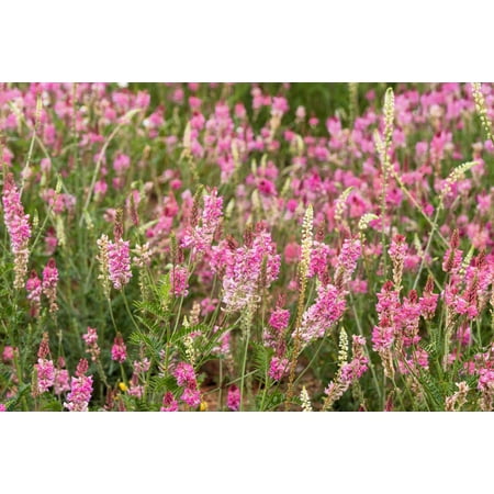 50 PINK SAINFOIN Common Onobrychis Viciifolia Holy Clover Legume Ground Cover Forage Flower Seeds